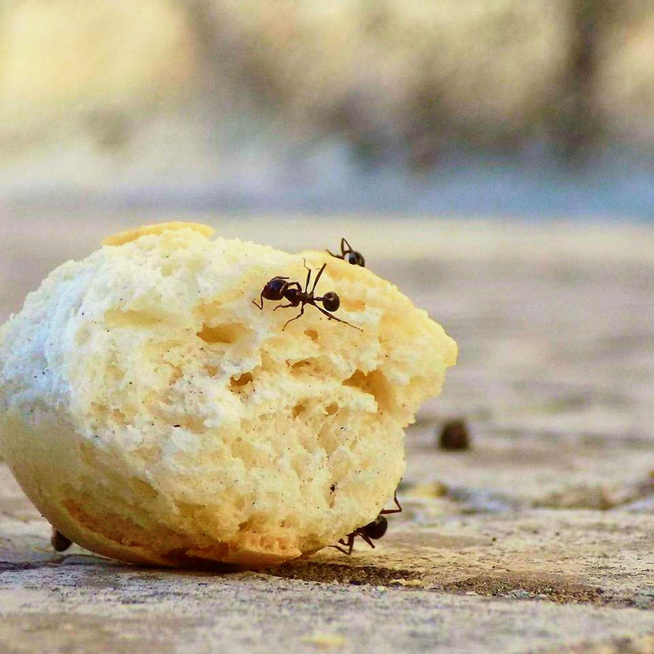 animals  ants  work free photo