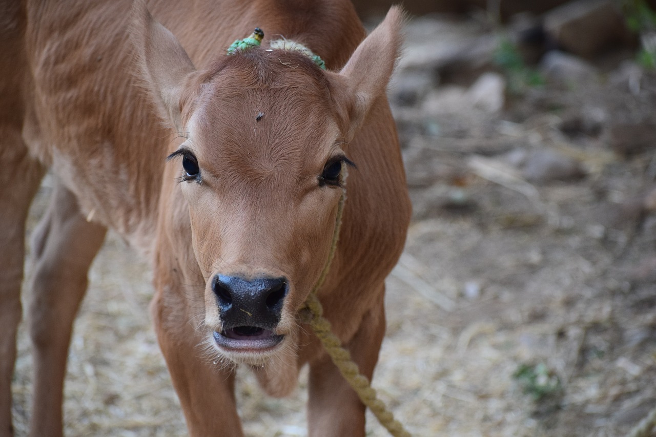 animals  calf  cattle free photo