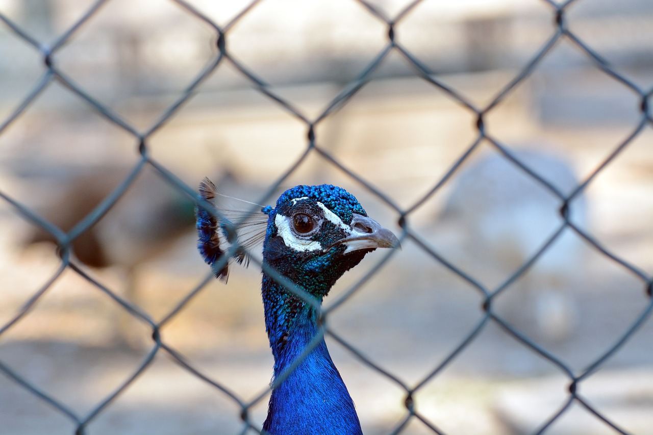 animals  peacock  bird free photo