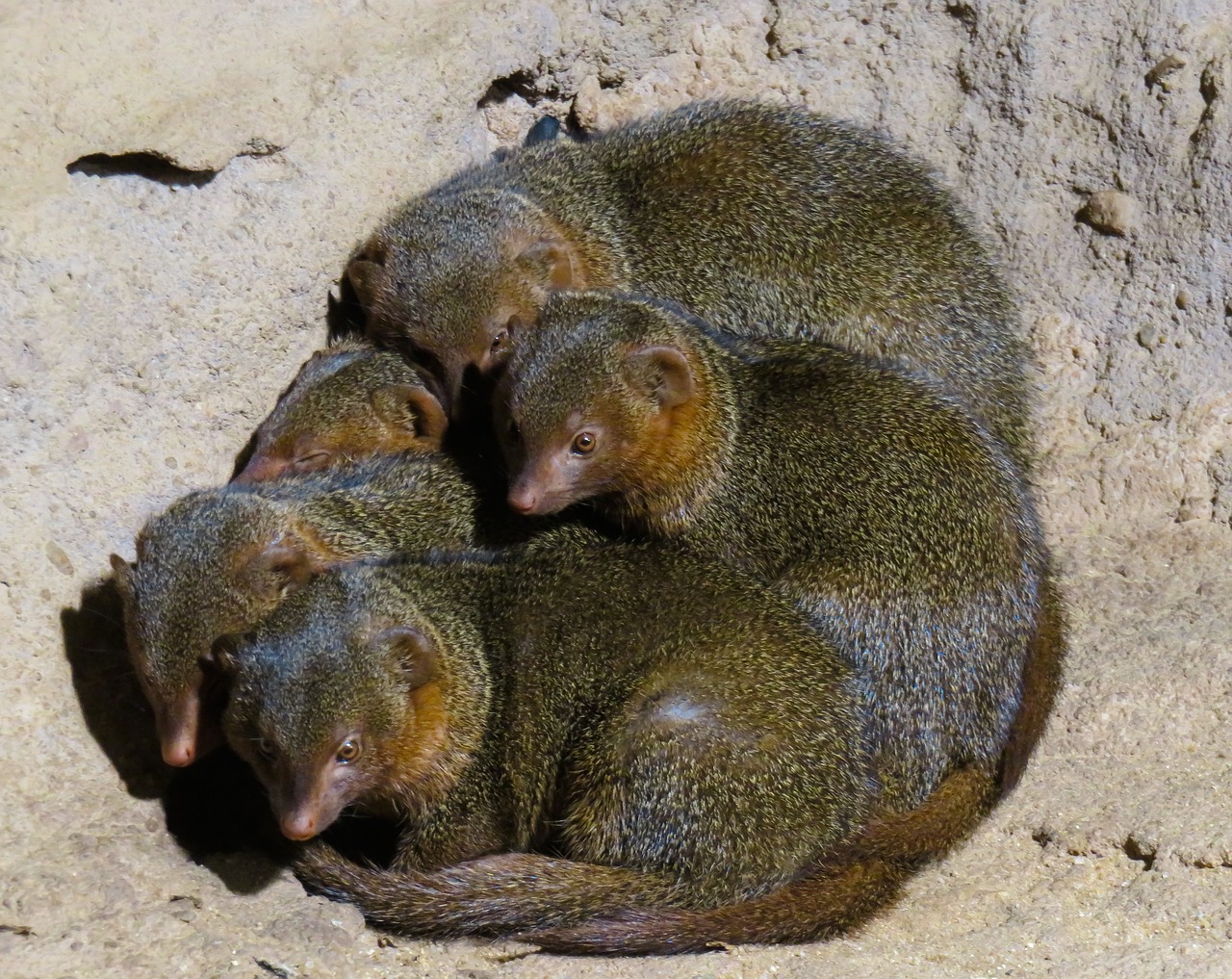 animals  animal world  mongoose free photo