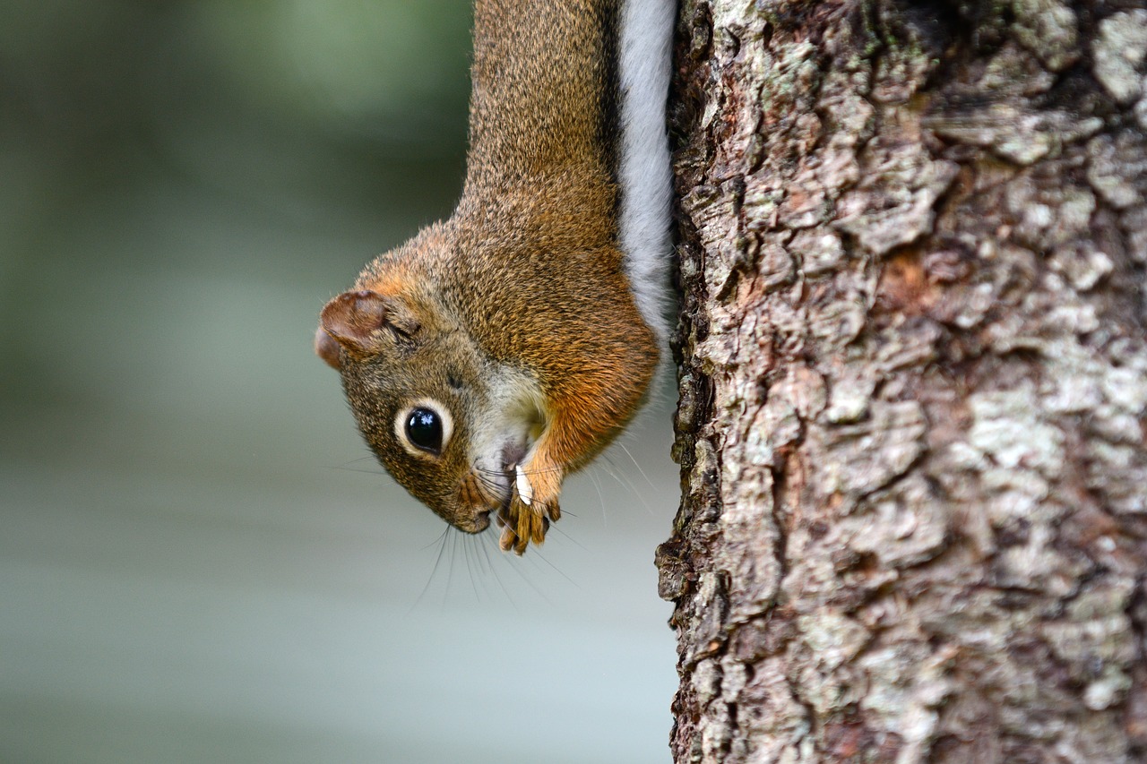 animals  squirrel  rodent free photo