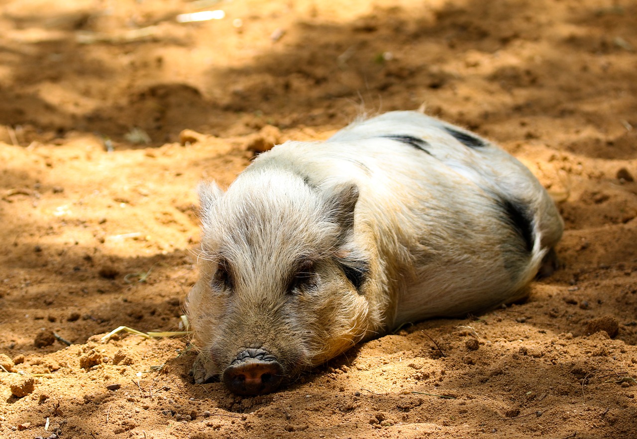 animals  pig  piglet free photo