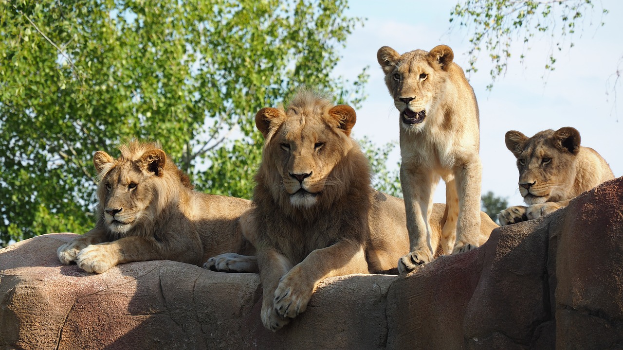 animals  felines  lions free photo