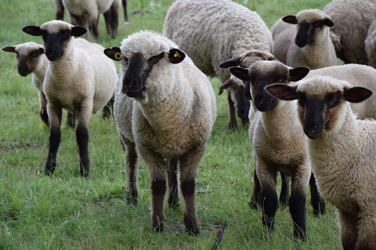 animals  sheep  pasture free photo