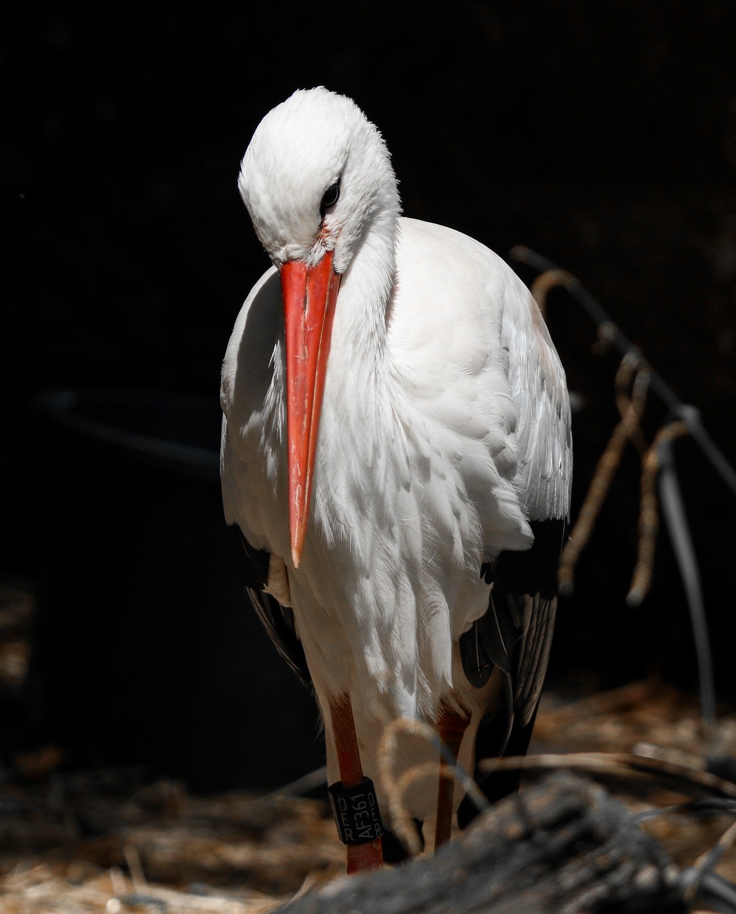 animals  bird  stork free photo