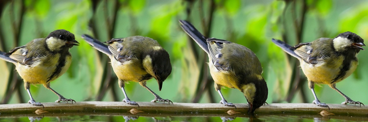 Animals, bird, tit, blue tit, drink image