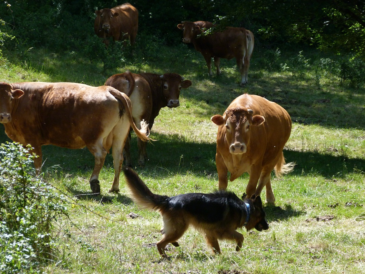 animals cows german shepherd free photo