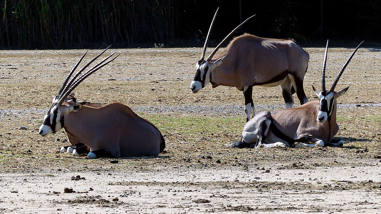 animals  oryx  nature free photo