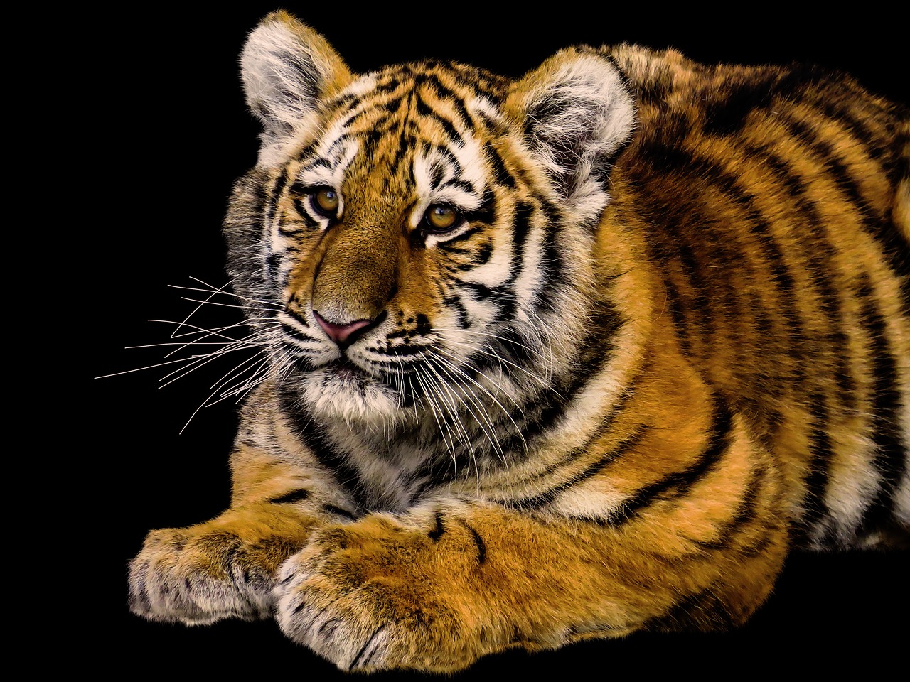 animals  tiger  predator free photo