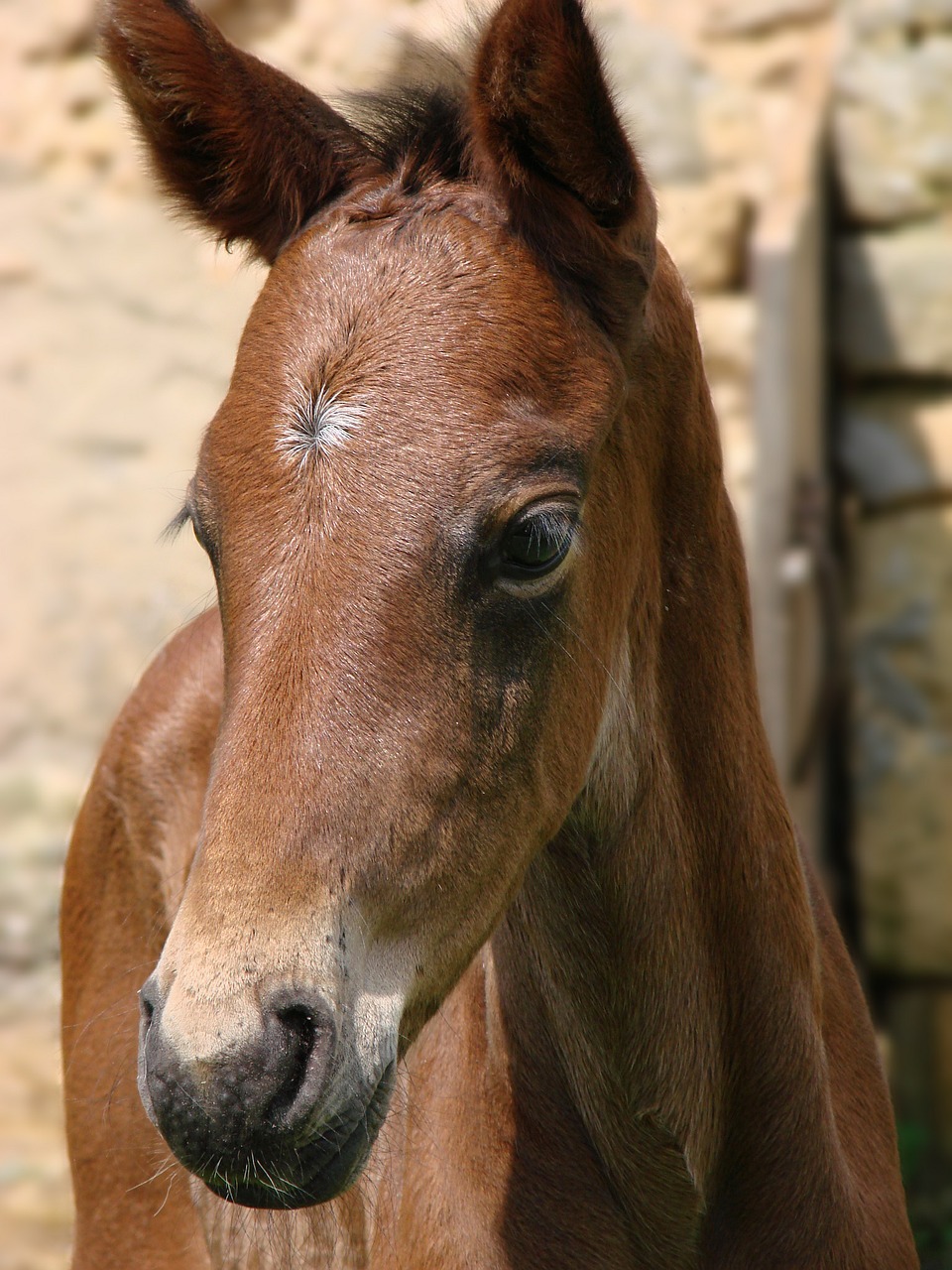 animals foal horse free photo