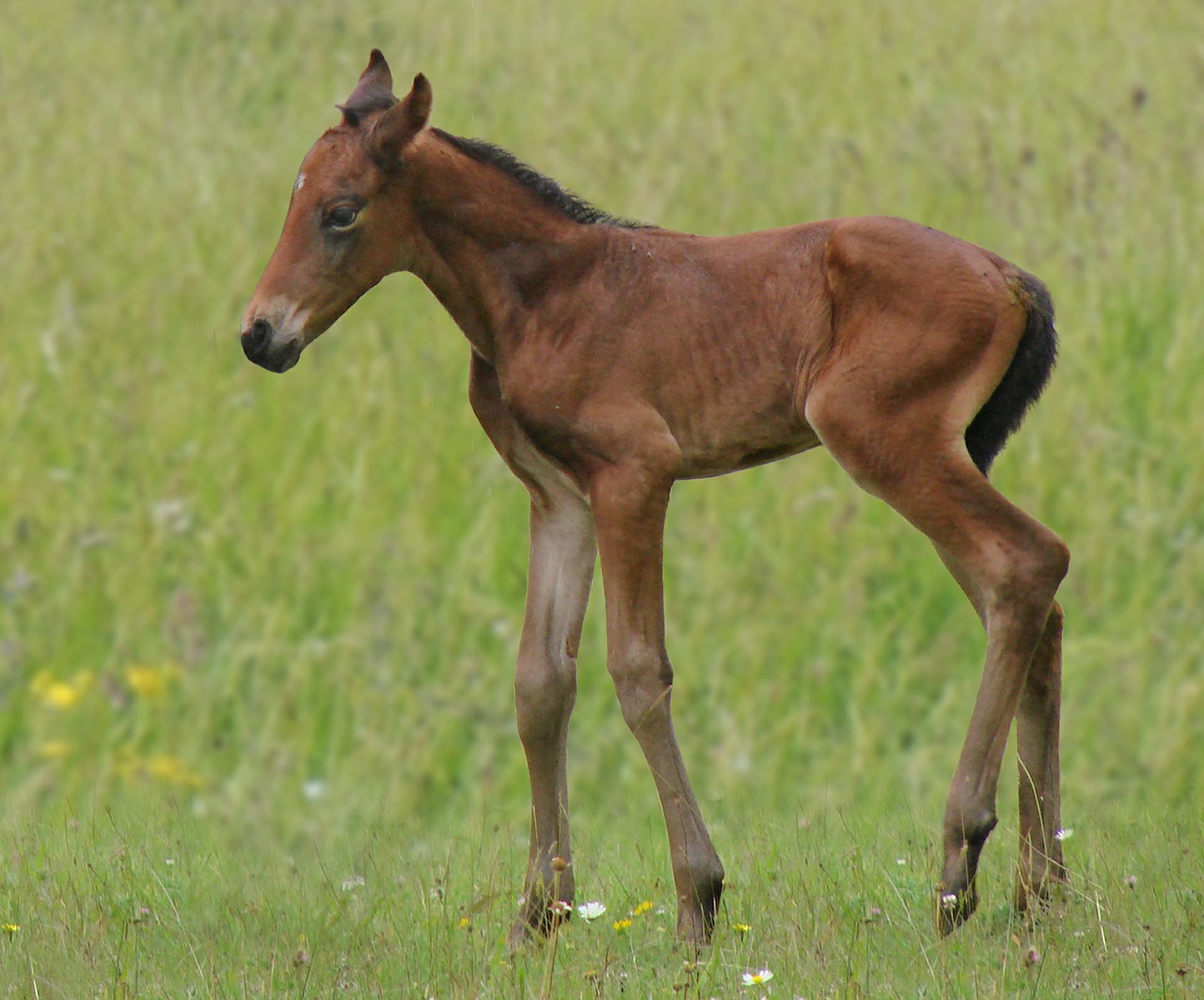 animals horse foal free photo
