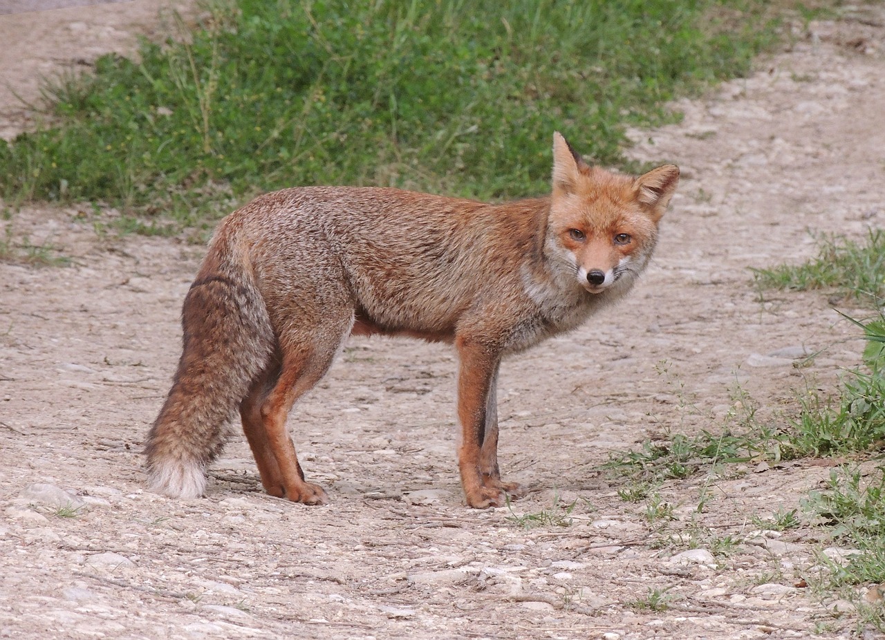 animals fox wild free photo