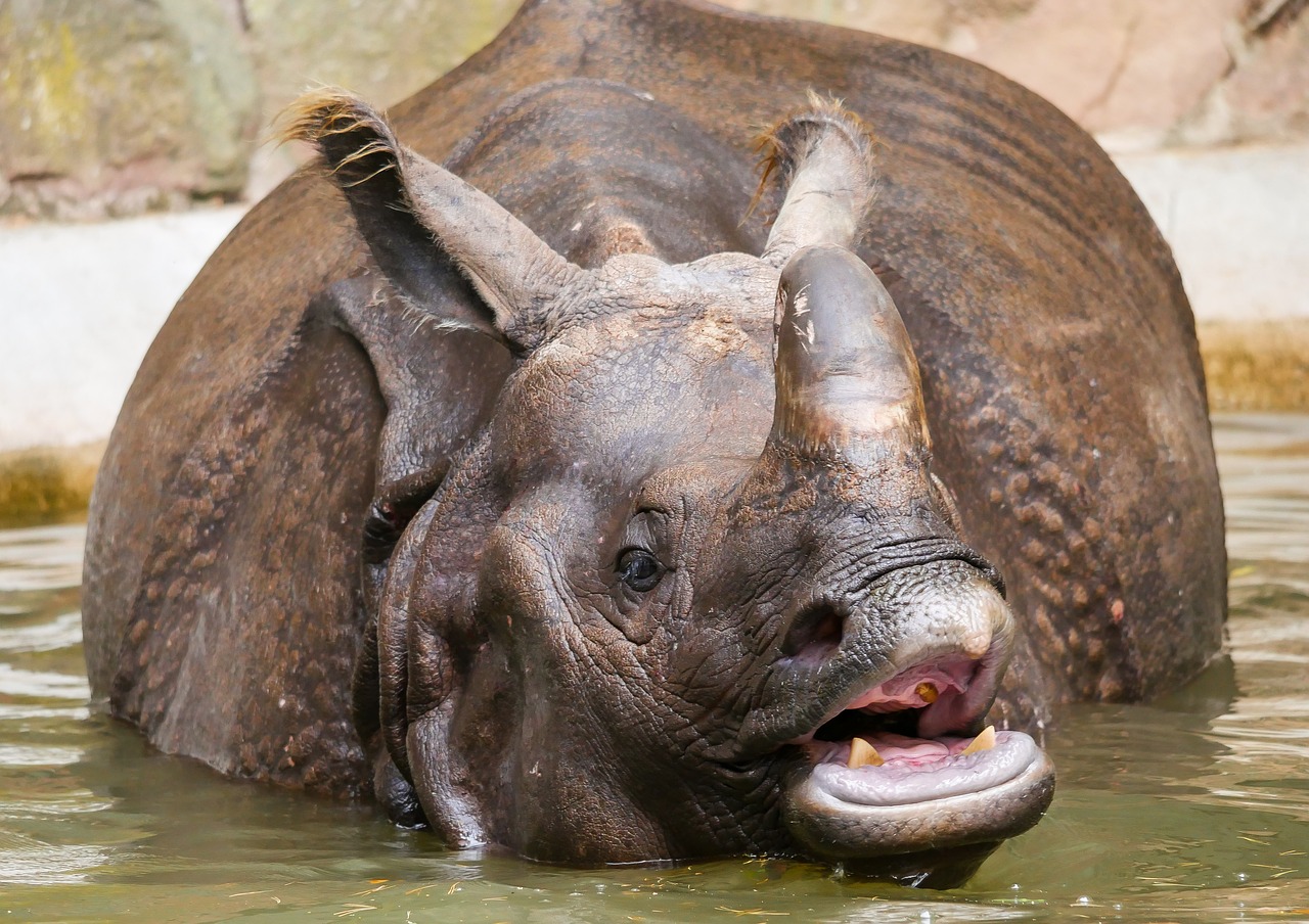 animals  rhino  indian rhinoceros free photo