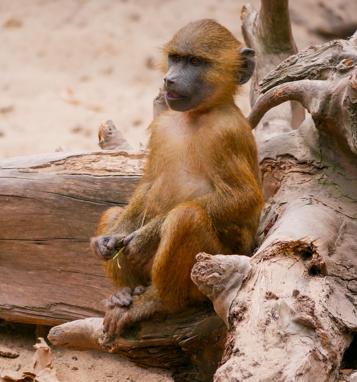 animals  monkey  baboon free photo