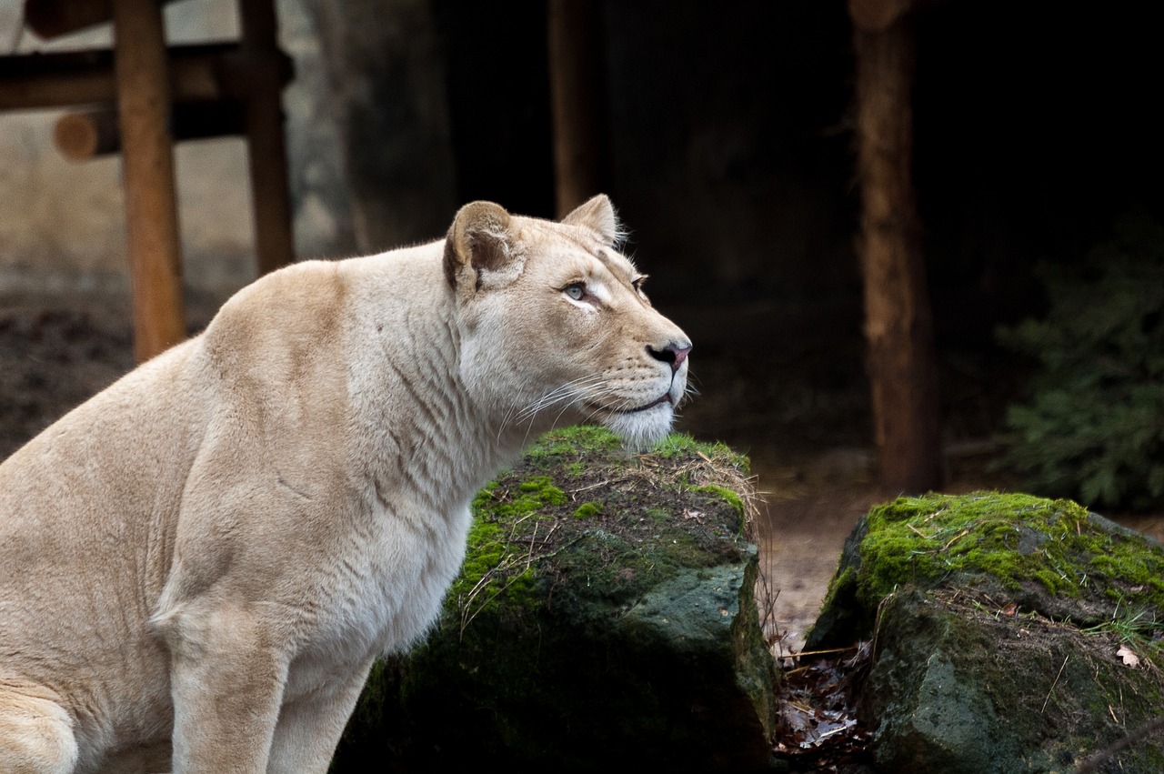 animals  lioness  nature free photo