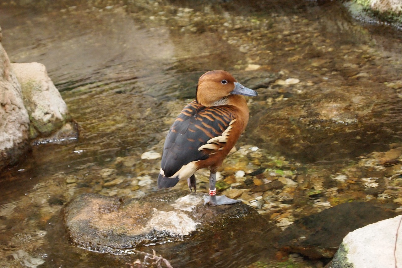 animals  zoo  tropical free photo