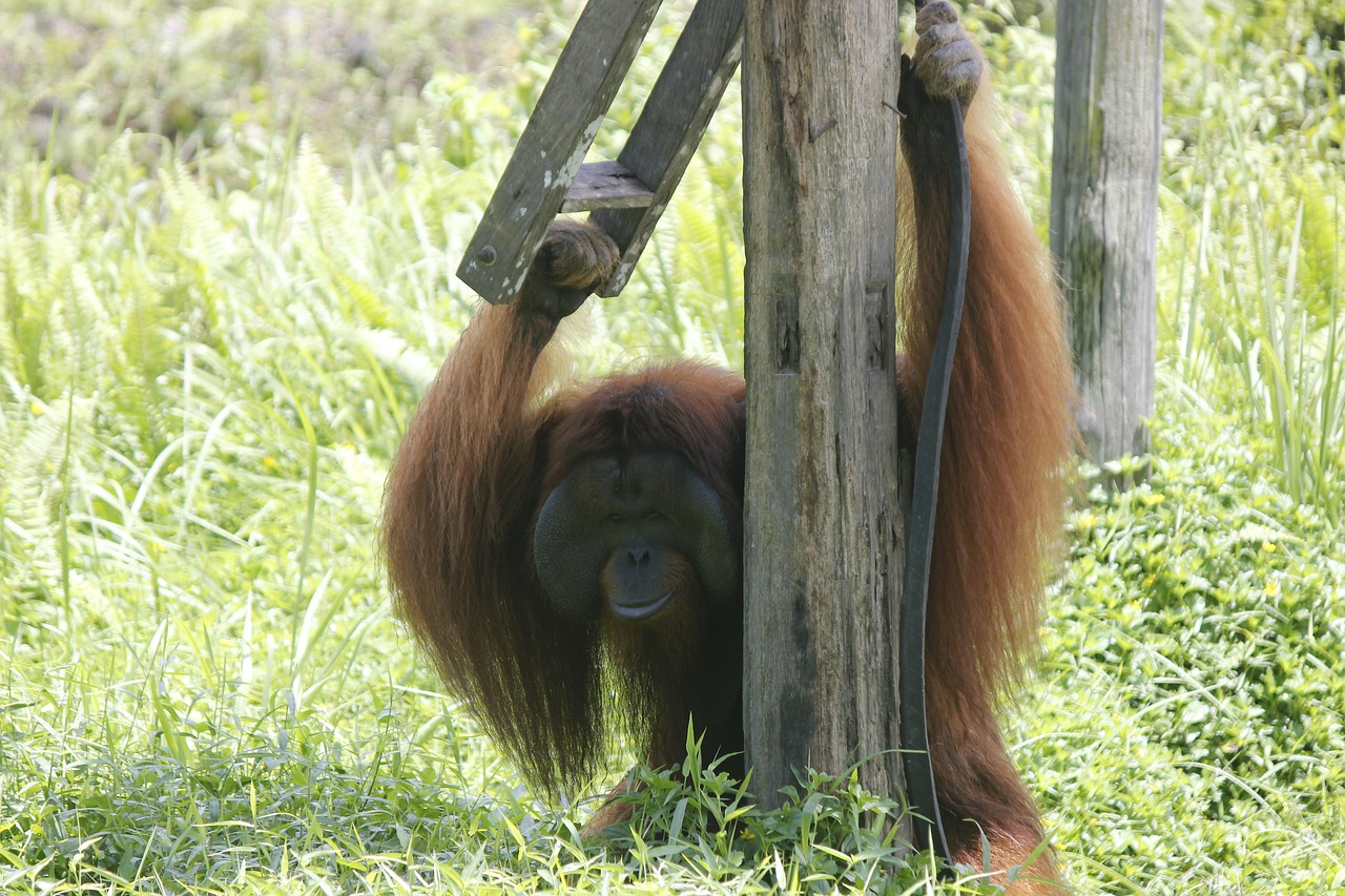 animals  orangutan  ape free photo