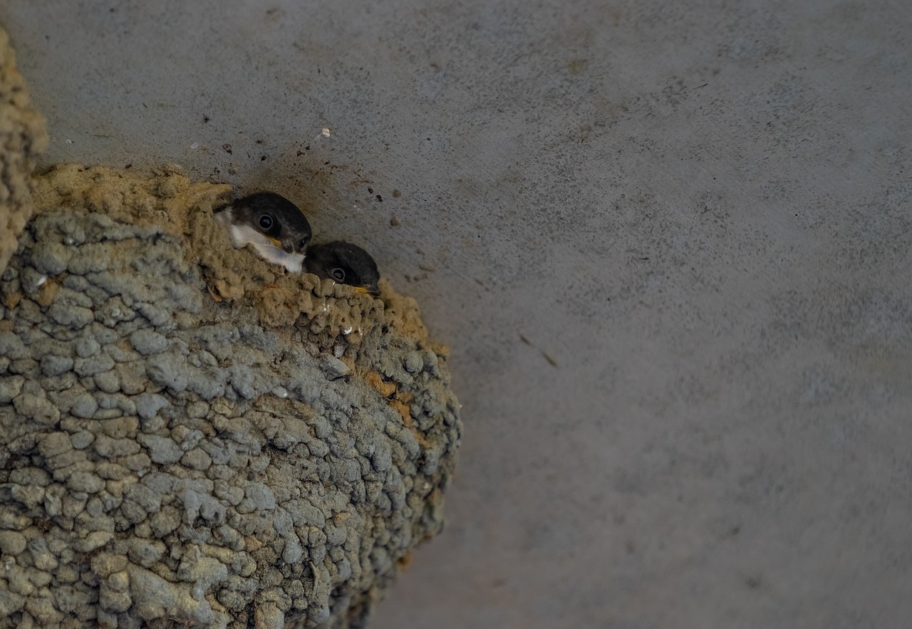 animals  bird  swallows free photo