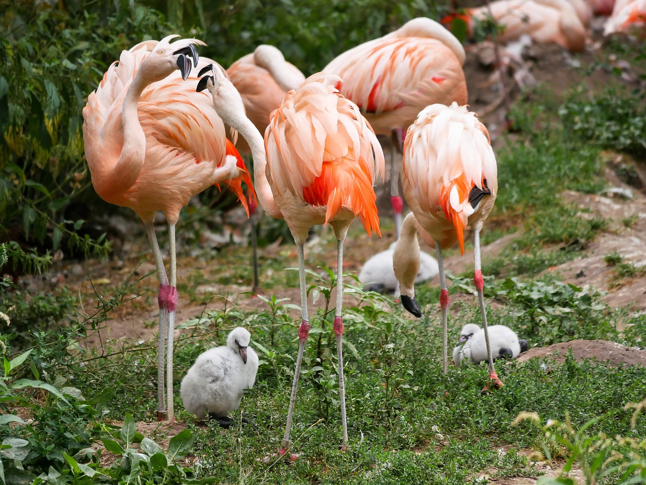 animals  bird  flamingo free photo