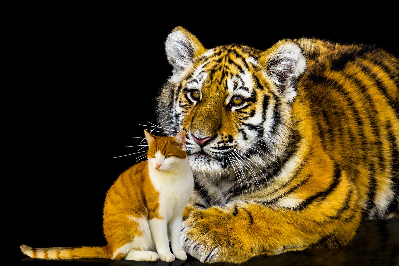 Кошка и тигр вместе