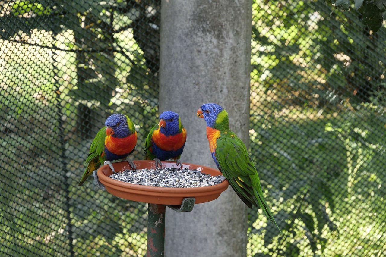 animals  birds  parrot free photo