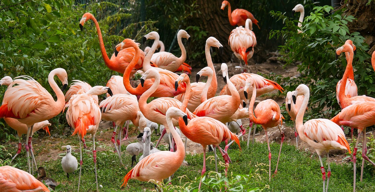 animals  bird  flamingo free photo