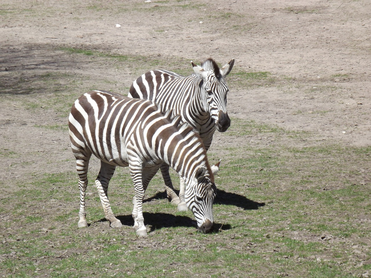 animals zebra stripes free photo