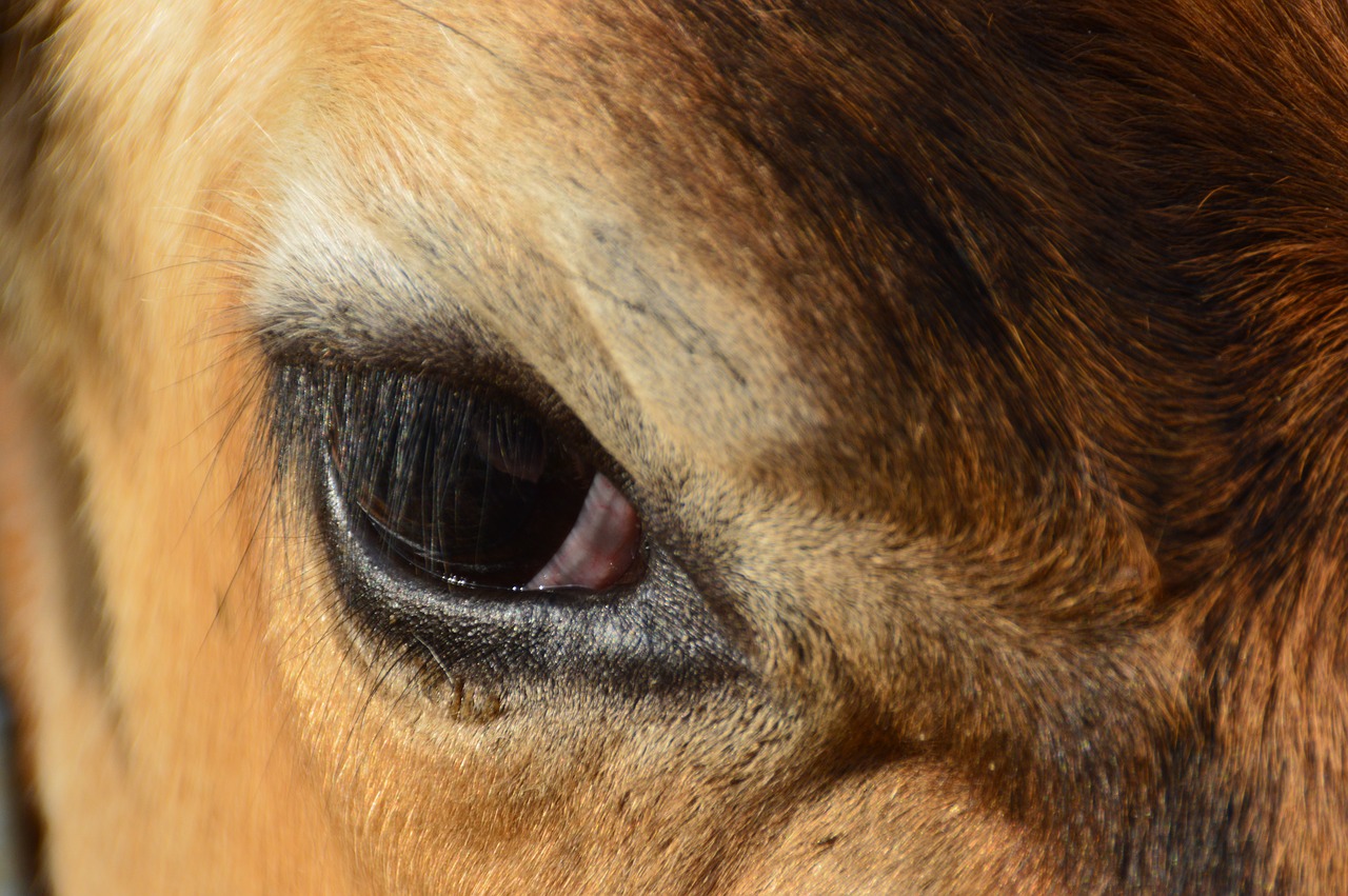 animals  cow  eye free photo