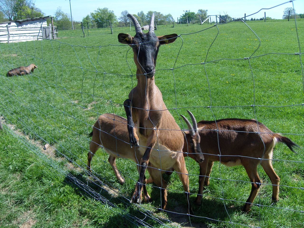 animals goats pasture free photo