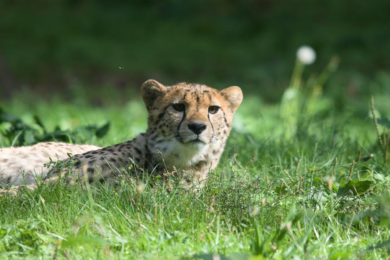 animals  cheetah  predator free photo