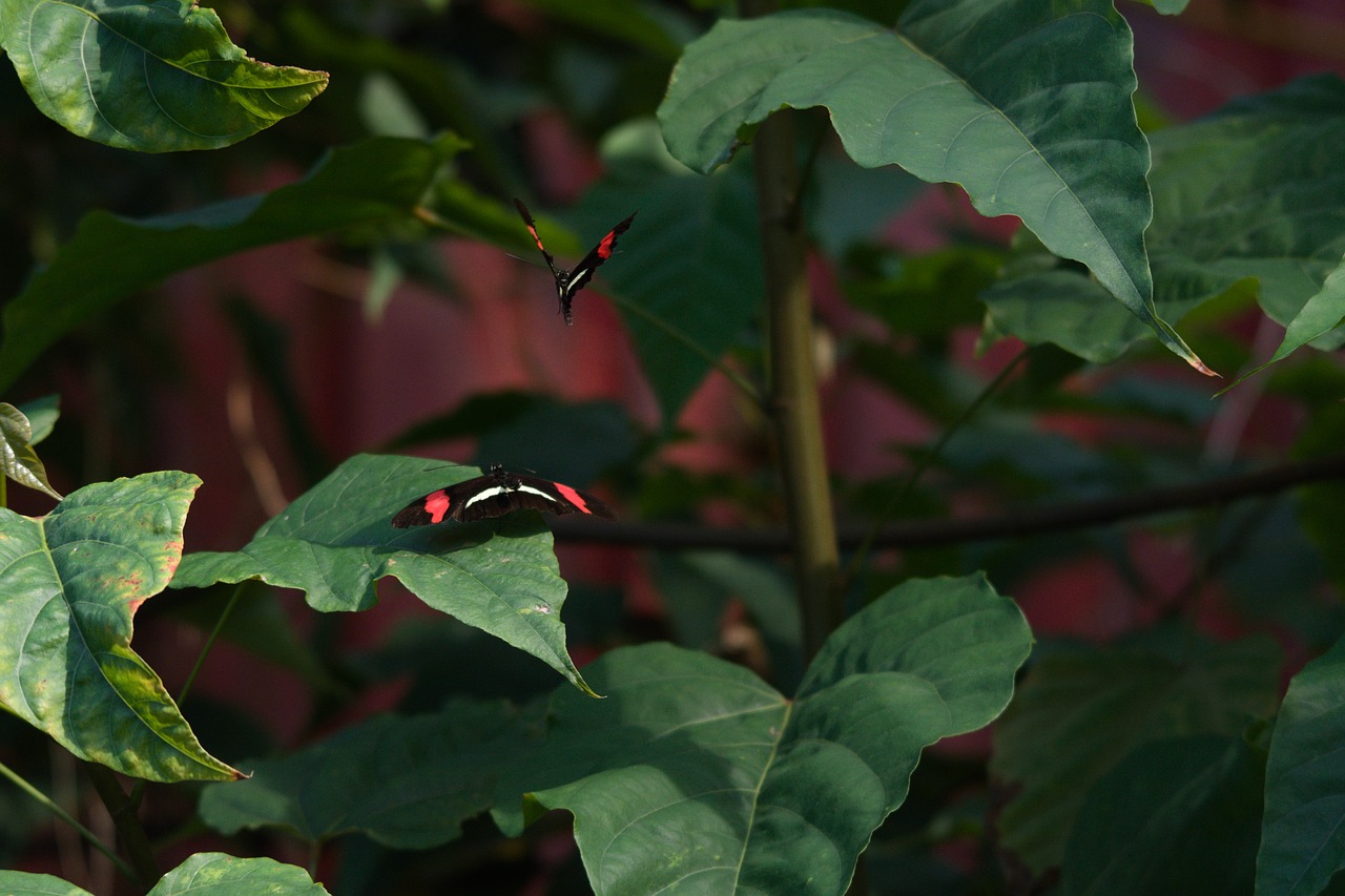 animals  butterflies  flying free photo