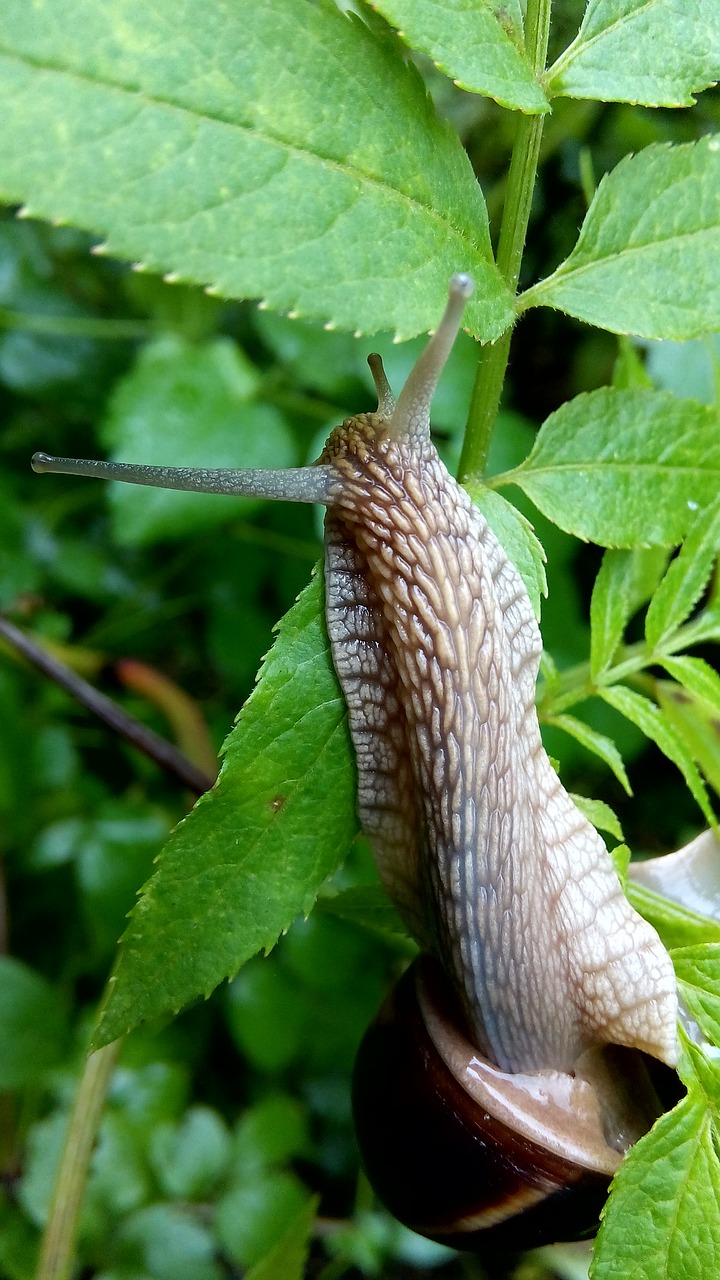 animals  snail  nature free photo