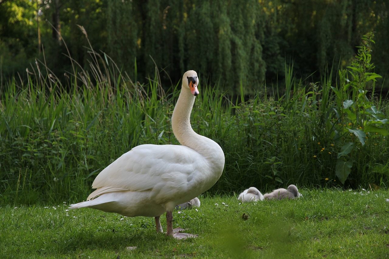 animals bird white swan with boy free photo