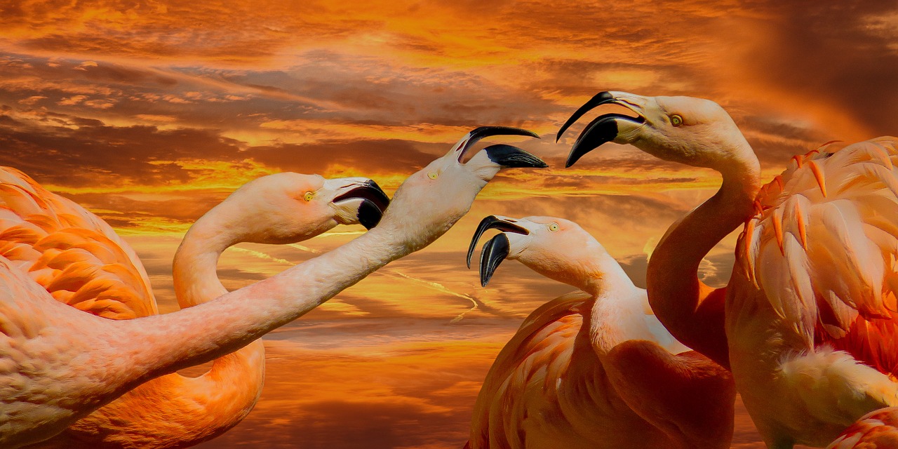 animals  birds  flamingo free photo