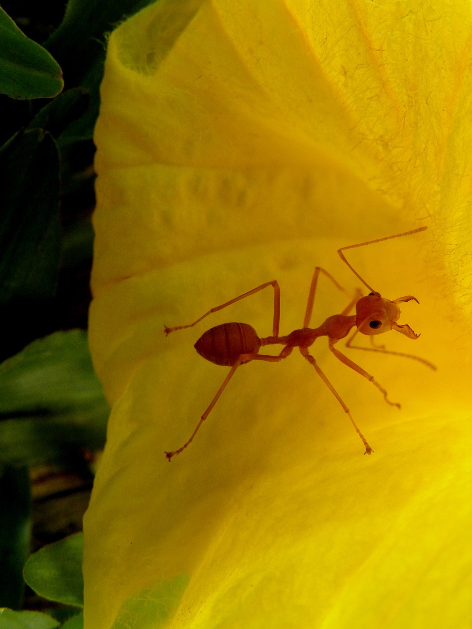 animals  ant  insects free photo
