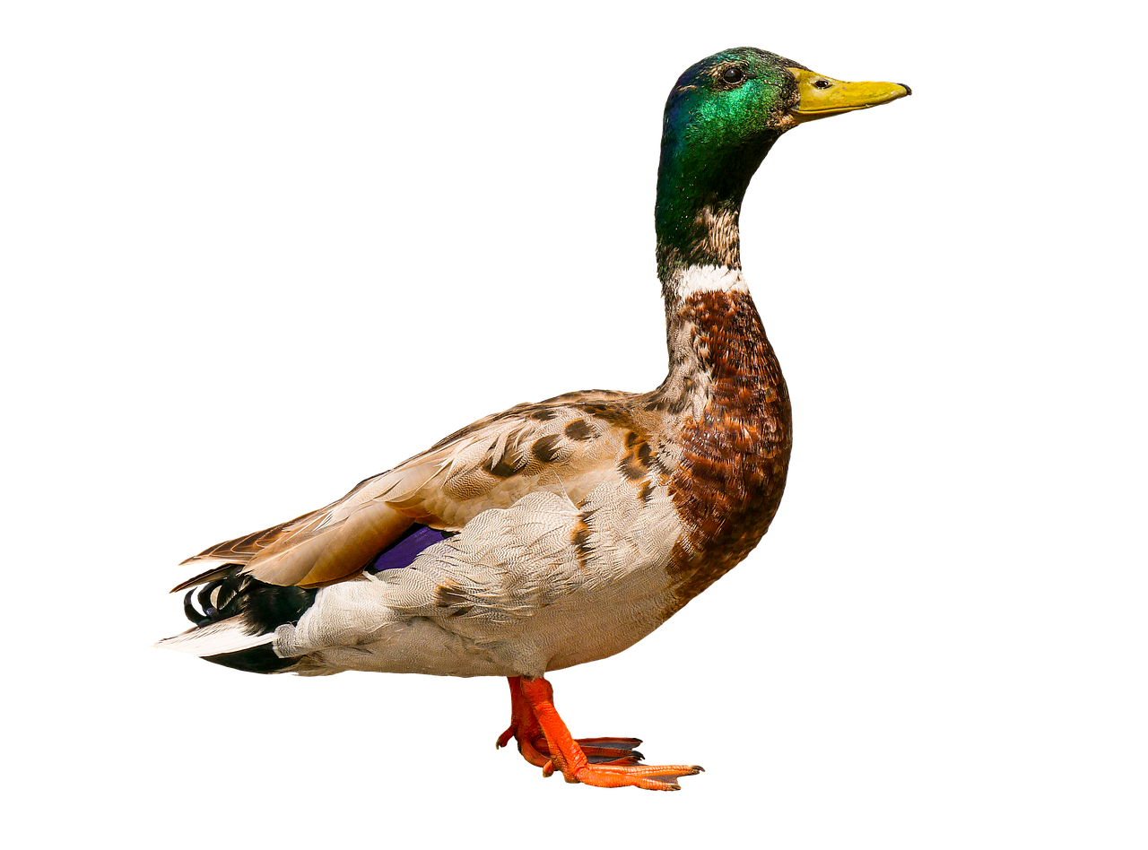 animals  bird  duck free photo