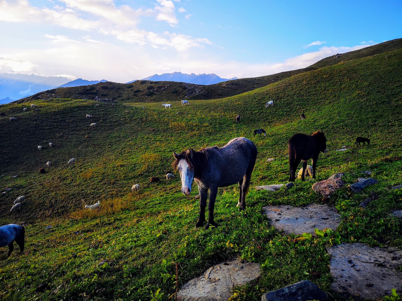 animals  nature  mountains free photo