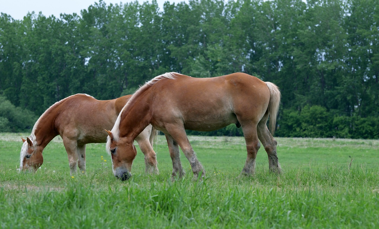 animals  draft  horses free photo