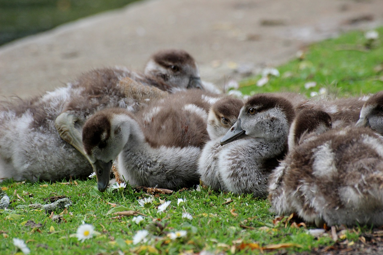 animals  ducks  young free photo