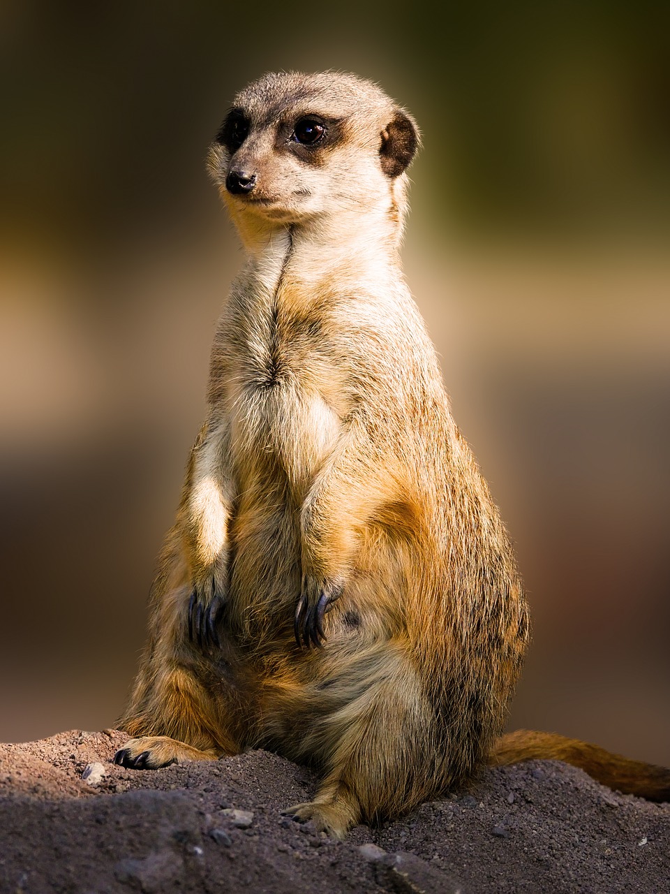 animals  meerkat  mammal free photo