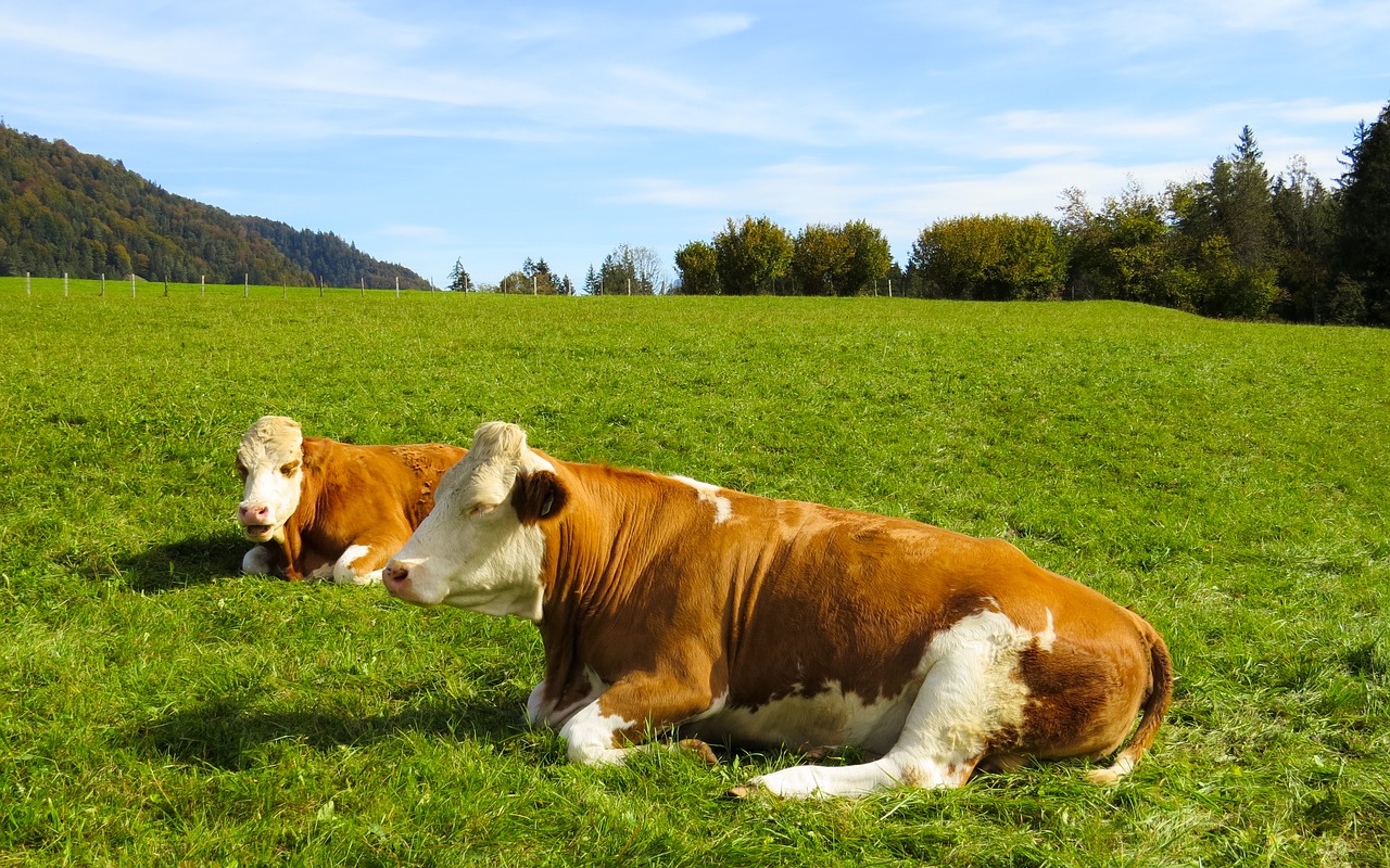 animals  cows  pasture free photo