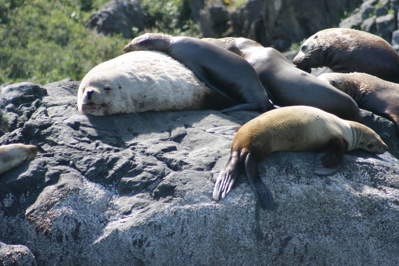animals  ocean  sea lions free photo