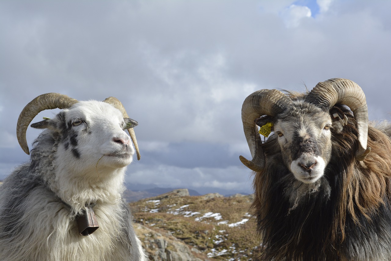 animals  sheep  nature free photo