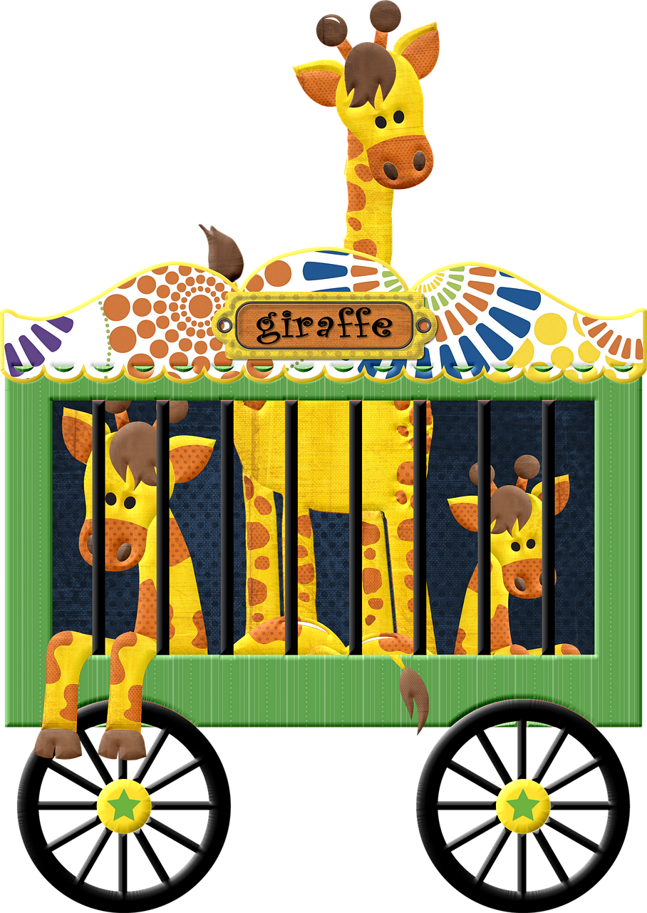animals  giraffe  circus free photo