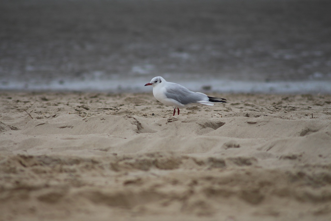 animals  wild bird  flying free photo