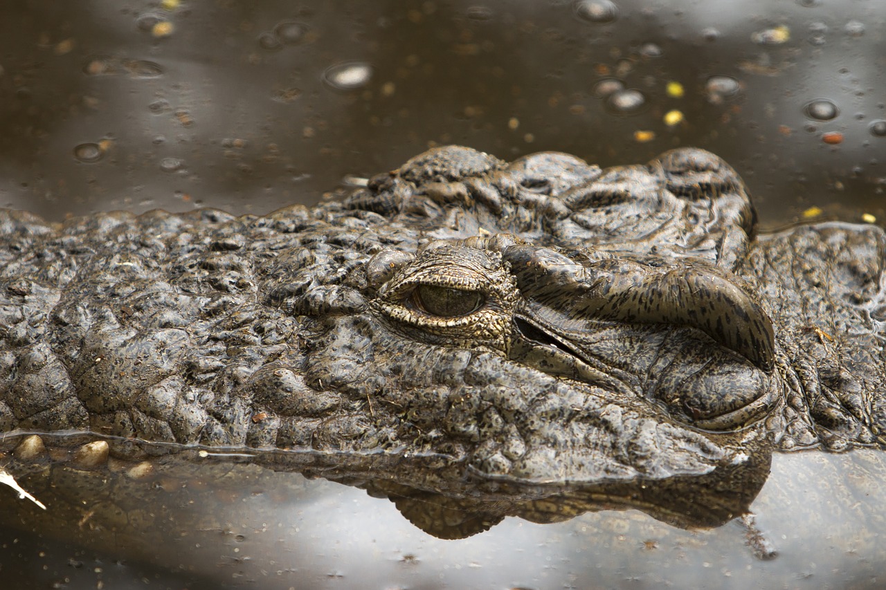 animals  crocodile  reptile free photo