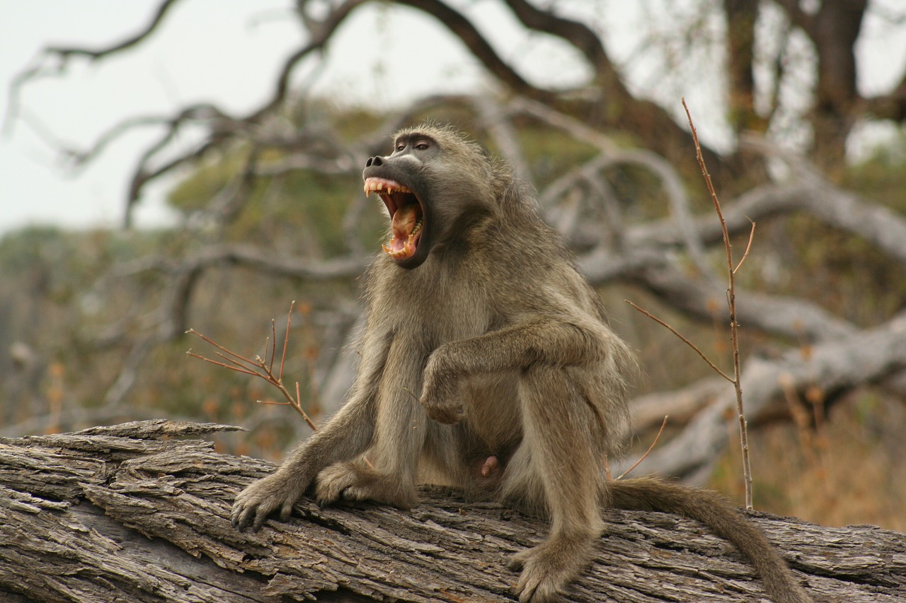 animals  monkeys  wild life free photo