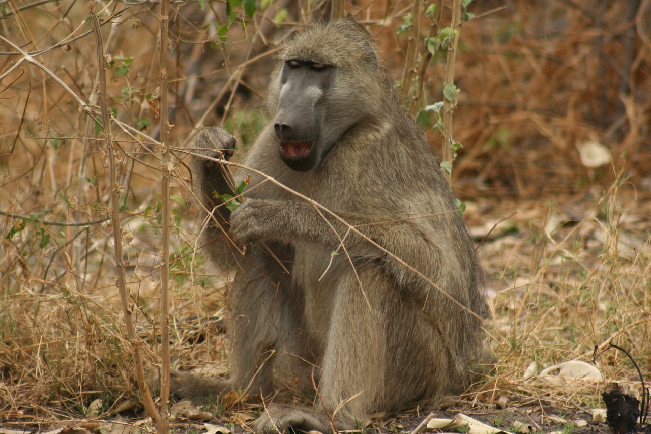 animals  monkeys  wild life free photo