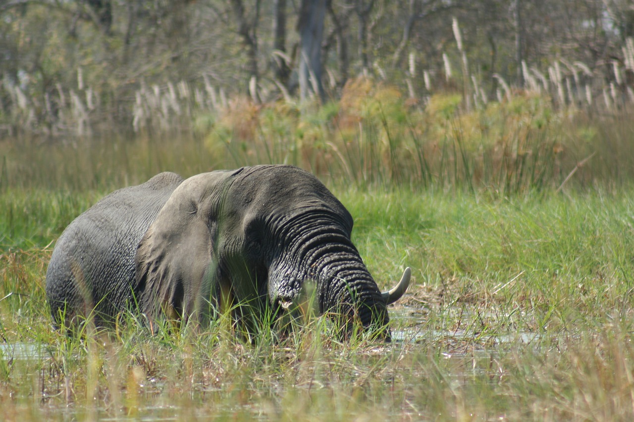 animals  elephant  wild life free photo