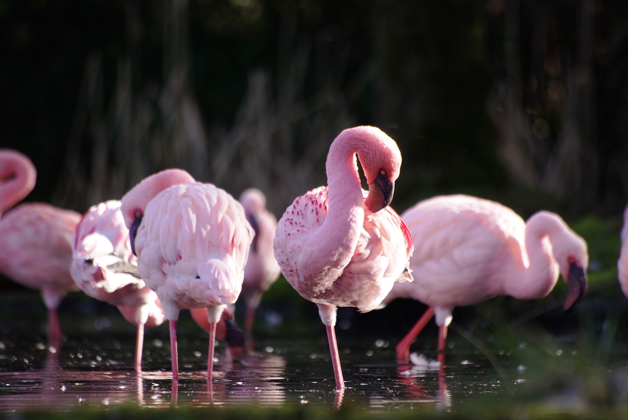 animals  flamingos  nature free photo